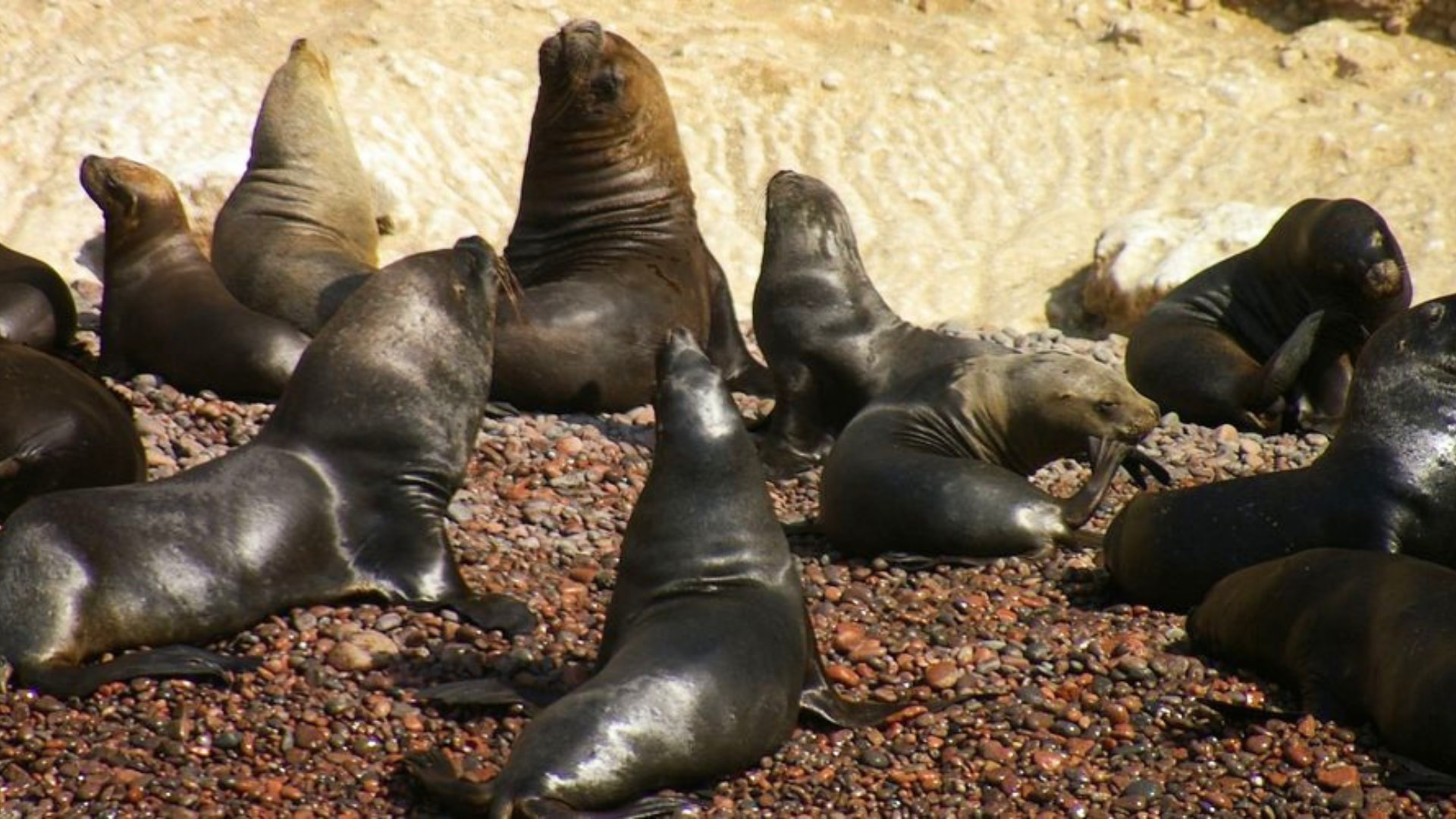 Paracas Peru