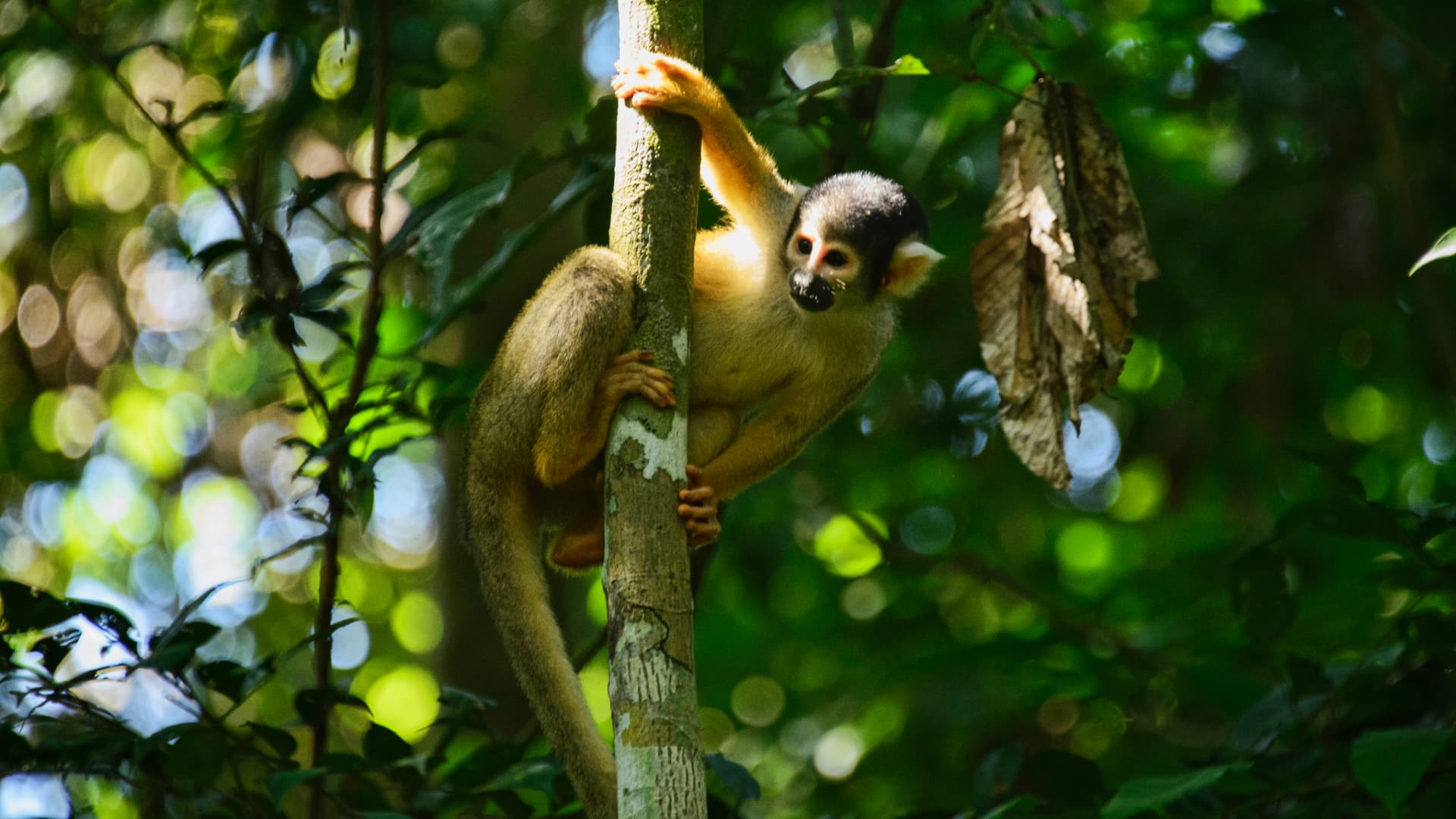Refugio Amazonas Lodge